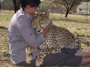 Effects of rearing method on stereotypical behaviours in cheetah