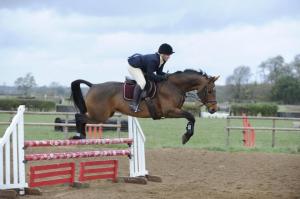 Do different shades effect stress indicators in the jumping horse?